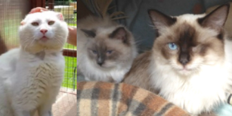 Marley, Sweetness & Stardust from Rolvenden Cat Rescue, Rolvenden, homed through Cat Chat