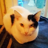 Poppy, from Feline Friends Rehoming, Chatham, homed through Cat Chat