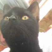 Soo from City Cat Shelter, Brighton, homed through Cat Chat