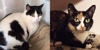 Summer & Heidi from Cat Action Trust 1977 Leeds, homed through Cat Chat