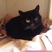 Tallulah from National Animal Welfare Trust - Tameside, homed through Cat Chat
