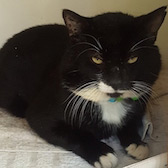 Theo from Cat & Kitten Rescue, Watford, homed through Cat Chat