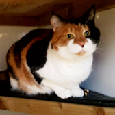 Tilly from Rugeley Cats Society, Rugeley, homed through Cat Chat