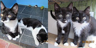 Alice’s kittens, George & Mildred, from Ann & Bill’s Cat & Kitten Rescue, Hornchurch, homed through Cat Chat