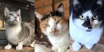 Amber, Lady, Badger & Panther, from Maesteg Animal Welfare Society, Bridgend, homed through Cat Chat