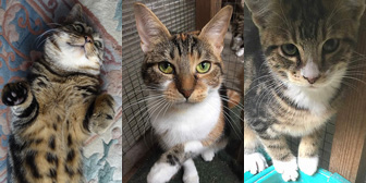 Basil, Delilah & Fred, from Kirkby Cats Home, Nottingham, homed through Cat Chat