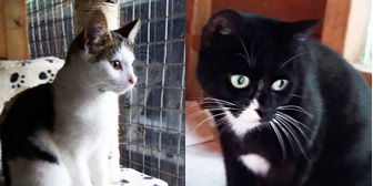 Boxer & Betty, from Maesteg Animal Welfare Society, Bridgend, homed through Cat Chat