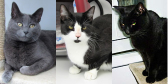 Buddy, Gizmo & Merlin, from Thanet Cat Club, Broadstairs, homed through Cat Chat