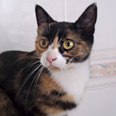 Chloe, from Royston Animal Welfare, Barnsley, homed through Cat Chat