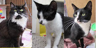 Elizabeth, Keith & Cleo, from Ann & Bill’s Cat & Kitten Rescue, Hornchurch, homed through Cat Chat