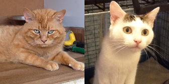 Elmo, Charlie & Gilbert, from Grendon Cat Shelter, Atherstone, homed through Cat Chat