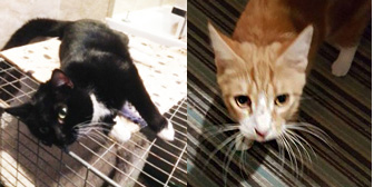 Gary & Noah, from Cats in Crisis, Nuneaton & Hinckley, homed through Cat Chat