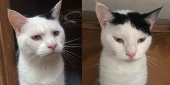 Jasmine & James, from Kirkby Cats Home, Nottingham, homed through Cat Chat