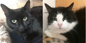 Luke & Ernie, from Kirkby Cats Home, Nottingham, homed through Cat Chat