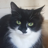 Noomi, from Raven’s Rescue, Dudley, homed through Cat Chat