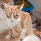 Portia, from Beverley & Pocklington Cats Protection, East Yorkshire, homed through Cat Chat