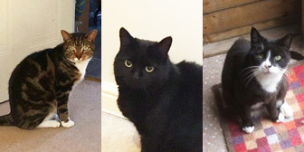 Rocco, Macey & Skye, from Little Cottage Rescue, Luton, homed through Cat Chat