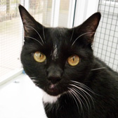 Socks, from Thanet Cat Club, Broadstairs, homed through Cat Chat