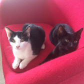 Alfie & Charlie, from Leeds Cat Rescue, homed through Cat Chat