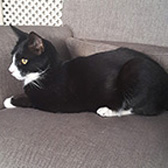 Alfie, from Babs Cats, Swanley, homed through Cat Chat