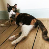 Caramel, from 8 Lives Cat Rescue, Sheffield, homed through Cat Chat