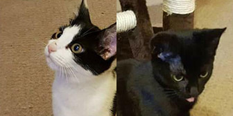 Floss & Oreo, from Yorkshire Animal Shelter, Leeds, homed through Cat Chat