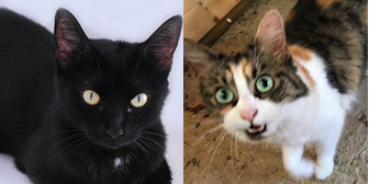 Kiki & Elsie, from All Animal Rescue, Southampton, homed through Cat Chat