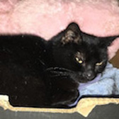 Lilly, from RSPCA Stort Valley, Harlow, homed through Cat Chat