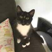Lily from Cat Concern, Glasgow, homed through Cat Chat