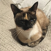 Martha from Basildon Cat Rescue, Essex, homed through Cat Chat