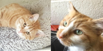 Pixie & Timmy from SPCA - Durham & District, Durham, homed through Cat Chat