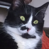 Ross, from RSDR Adopt UK, homed through Cat Chat