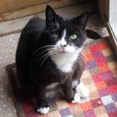 Skye, from Little Cottage Rescue, Luton, homed through Cat Chat