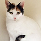 Turkey Sub, from Cramar Cat Rescue & Sanctuary, Birmingham, homed through Cat Chat