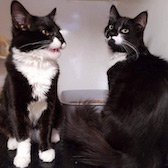 Tyson & Sox from Rugeley Cats' society, Rugeley, Staffordshire, homed through Cat Chat