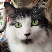 Vonnie, from Rugeley Cats Society, Staffordshire, homed through Cat Chat