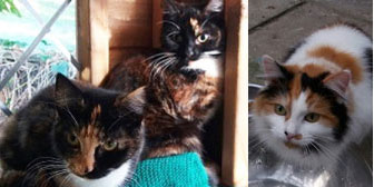 Candy, Floss & Nala, from Maesteg Animal Welfare Society, Bridgend, homed through Cat Chat