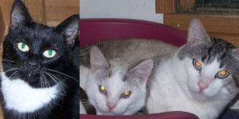 Doris, Ice & Skye, from Cat Rescue Chippenham, Wiltshire, homed through Cat Chat