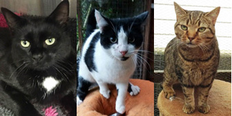 Evie, General Picton & Polly, from Maesteg Animal Welfare Society, Bridgend, homed through Cat Chat
