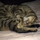 Fred, from Ann and Bill’s Cat & Kitten Rescue, Hornchurch, homed through Cat Chat