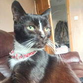 Jack, from Independent Cat Rescue, Dewsbury, homed through Cat Chat