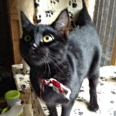 Jeremy, from Maesteg Animal Welfare Society, Bridgend, homed through Cat Chat