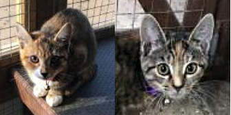 Loca, Chica, Vixen & Vinyl, from All Animal Rescue, Southampton, homed through Cat Chat