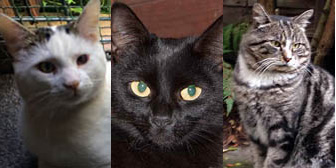 Max, Polly & Snuffles, from Burton Joyce Cat Rescue, Nottingham, homed through Cat Chat
