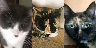 Monty, Marmalade & Blossom, from Kirkby Cats Home, Nottingham, homed through Cat Chat
