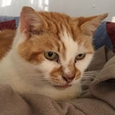 Mr Bojangles, from All Animal Rescue, Southampton, homed through Cat Chat