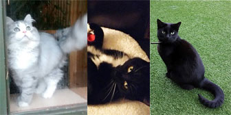 Roo, Mitzi & Milly, from Burton Joyce Cat Welfare, Nottingham, homed through Cat Chat