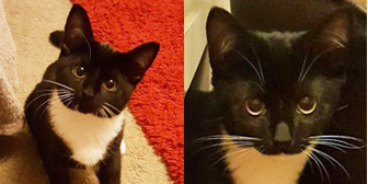 Rosie & Jim, from All Animal Rescue, Southampton, homed through Cat Chat