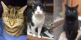 Sadie, Felix & Pebbles, from Kirkby Cats Home, Nottingham, homed through Cat Chat