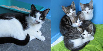 Smudge & kittens, from Ann & Bill's Cat & Kitten Rescue, Hornchurch, homed through Cat Chat